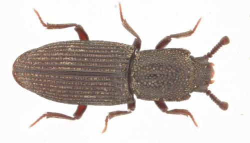 Réf. 255 344 : Pycnomerus sulcicollis